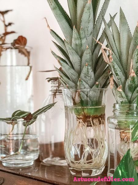 20 façons d'intégrer des plantes aquatiques dans votre décoration intérieure 4