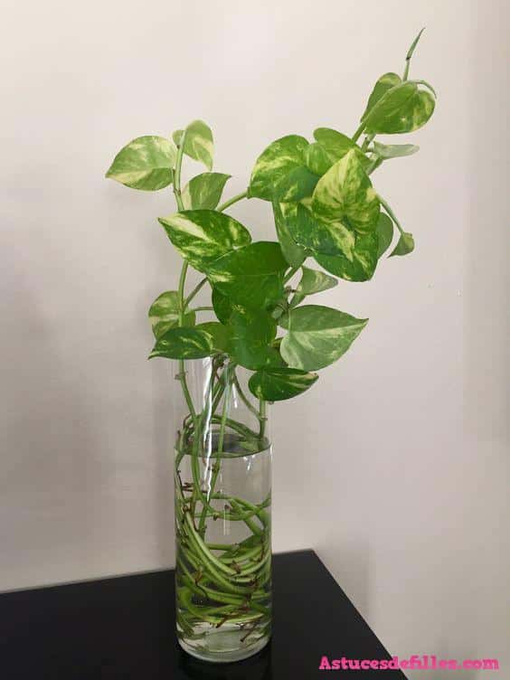 20 façons d'intégrer des plantes aquatiques dans votre décoration intérieure 7