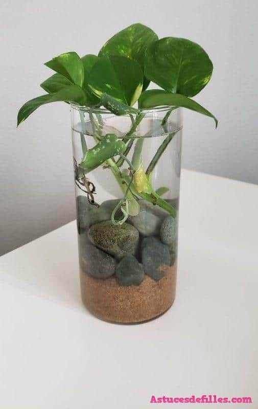 20 façons d'intégrer des plantes aquatiques dans votre décoration intérieure 8