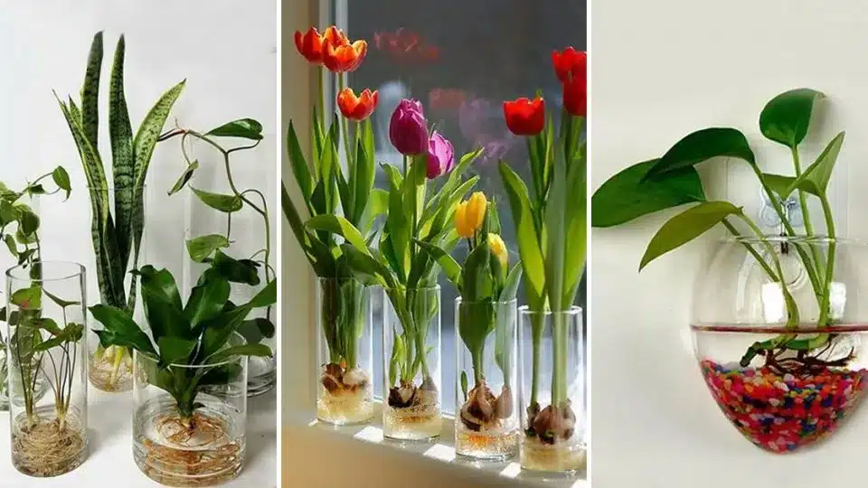 20 façons d'intégrer des plantes aquatiques dans votre décoration intérieure 2