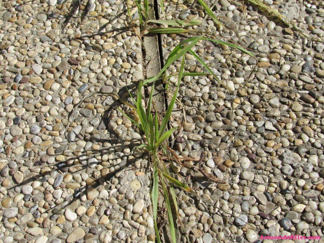 6 recettes de désherbants naturels ultra puissants 5