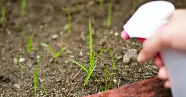 6 recettes de désherbants naturels ultra puissants 4