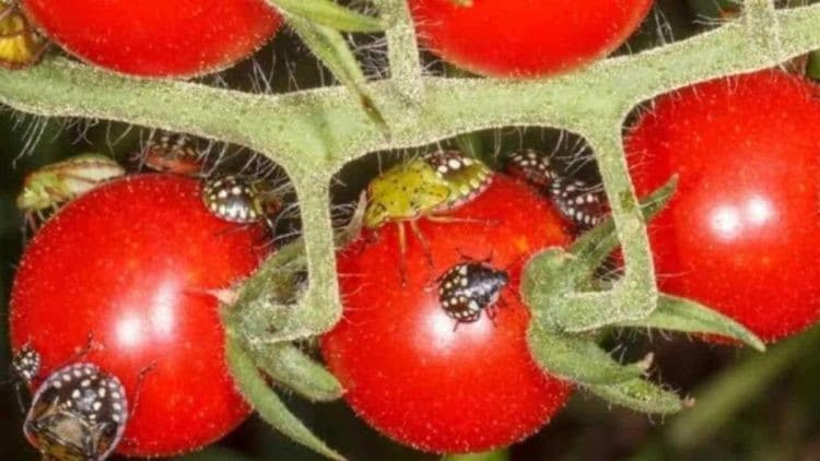 Fini les punaises de lit dans le jardin, sans utiliser d’insecticides chimiques : Comment vous en débarrasser immédiatement 2 Fini les punaises de lit dans le jardin, sans utiliser d’insecticides chimiques : Comment vous en débarrasser immédiatement 2