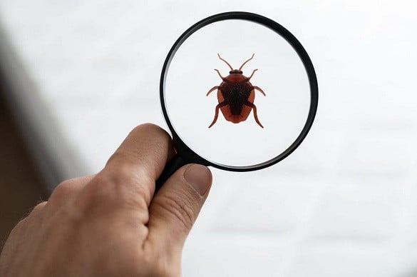 Fini les punaises de lit dans le jardin, sans utiliser d’insecticides chimiques : Comment vous en débarrasser immédiatement 3 Fini les punaises de lit dans le jardin, sans utiliser d’insecticides chimiques : Comment vous en débarrasser immédiatement 3