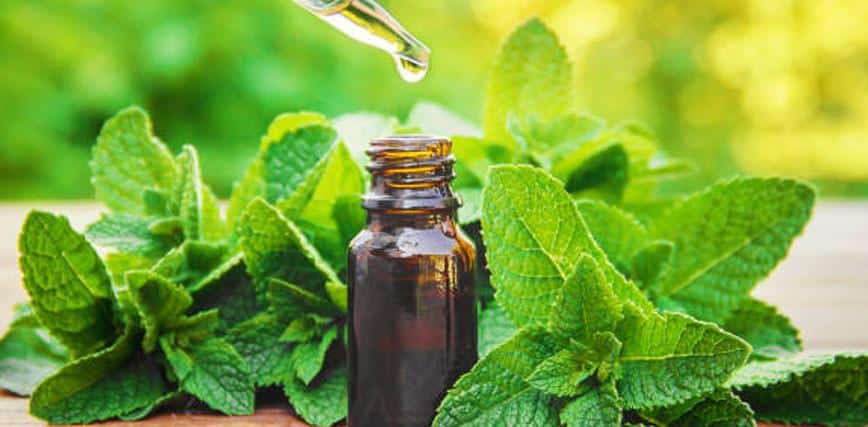 50 Usages Insoupçonnés de l'Huile Essentielle de Menthe Poivrée 2