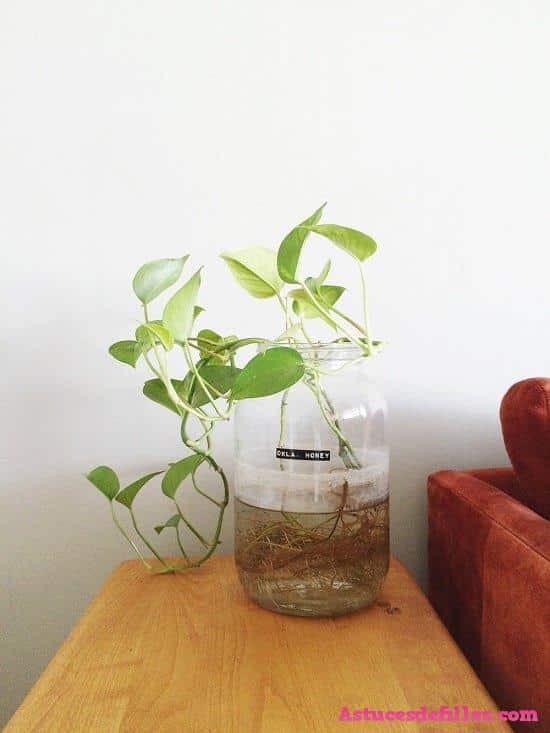 20 façons d'intégrer des plantes aquatiques dans votre décoration intérieure 9