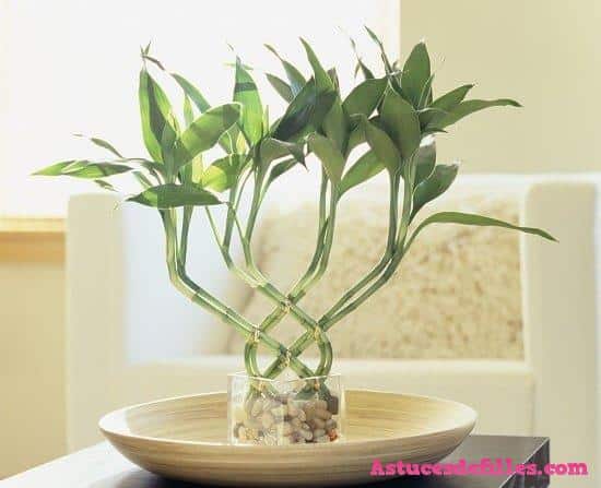 Lucky Bamboo