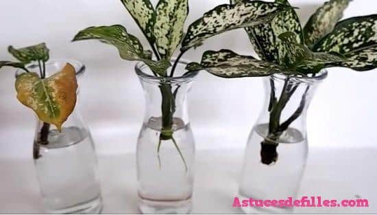 20 façons d'intégrer des plantes aquatiques dans votre décoration intérieure 10
