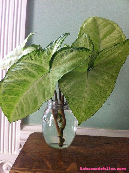 20 façons d'intégrer des plantes aquatiques dans votre décoration intérieure 12