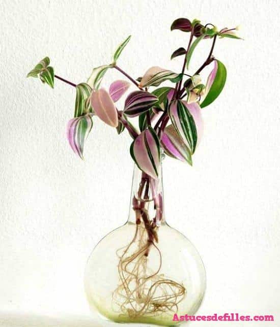 20 façons d'intégrer des plantes aquatiques dans votre décoration intérieure 14