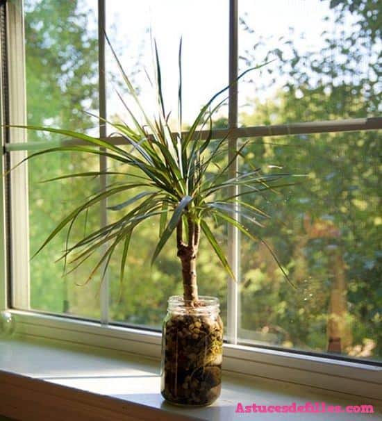 Dragon Tree Indoor water plant 