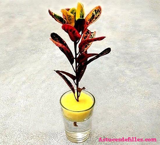 20 façons d'intégrer des plantes aquatiques dans votre décoration intérieure 15