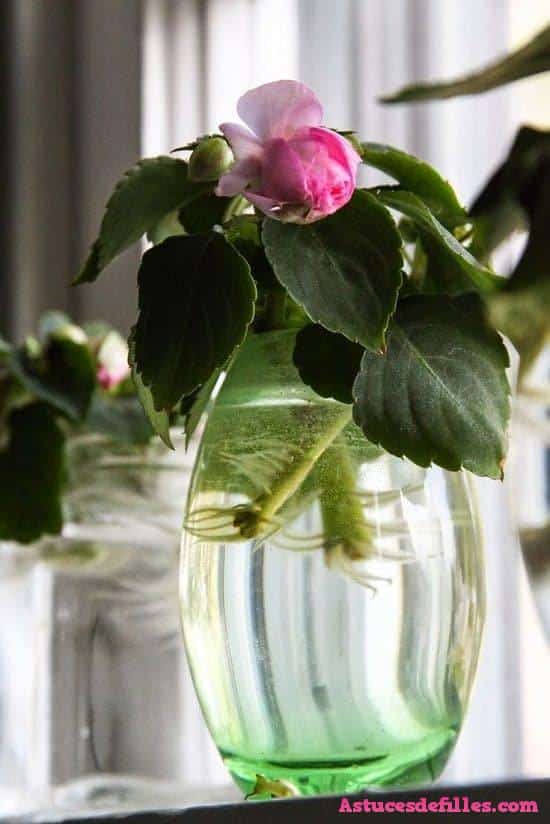 20 façons d'intégrer des plantes aquatiques dans votre décoration intérieure 16