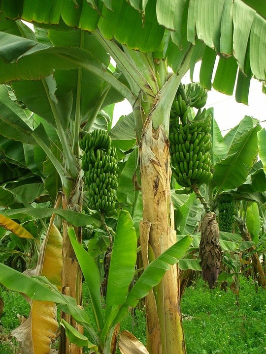Le secret pour avoir des bananes dans son salon ! 2