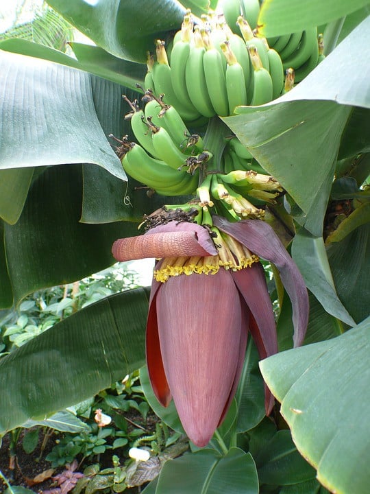 Le secret pour avoir des bananes dans son salon ! 3