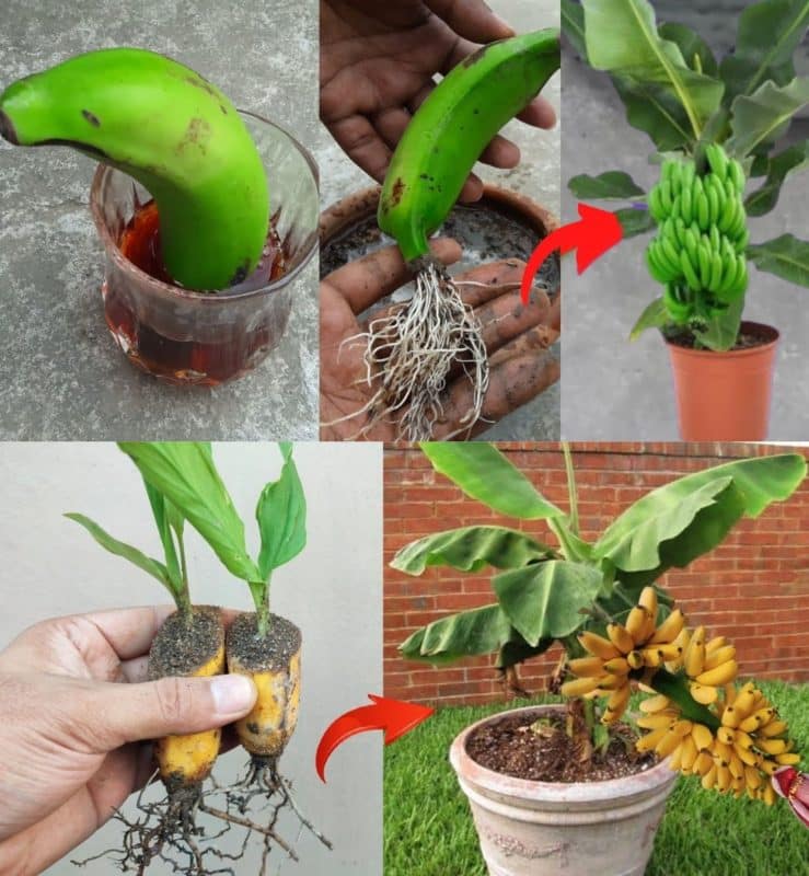 Le secret pour avoir des bananes dans son salon ! 5