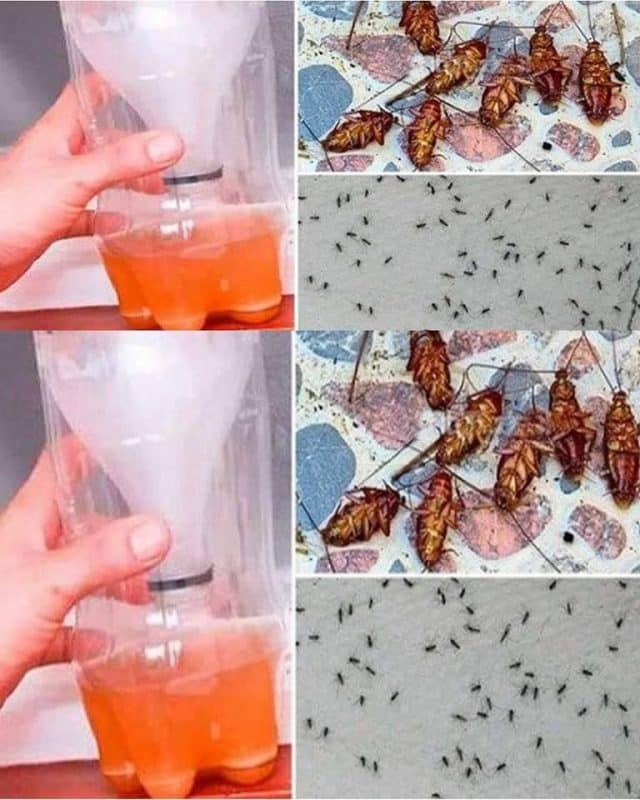 La Recette Secrète (Et Naturelle) Pour Se Débarrasser Des Moustiques Et Des Cafards Définitivement 1 La Recette Secrète (Et Naturelle) Pour Se Débarrasser Des Moustiques Et Des Cafards Définitivement 1