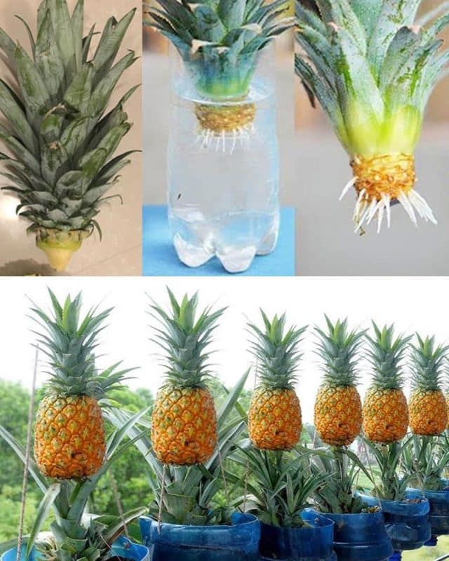 Comment Cultiver des Ananas à la Maison : Découvrez l'Aventure Tropicale à votre Portée! 1