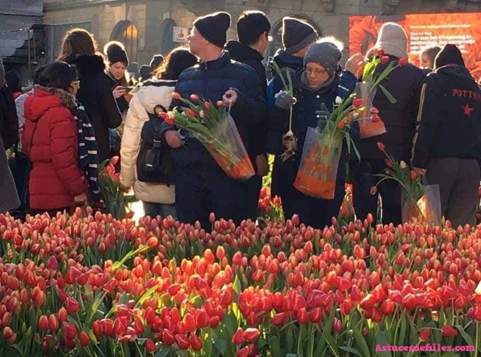 Chaque janvier, il y a une journée de tulipes gratuites à Amsterdam 5