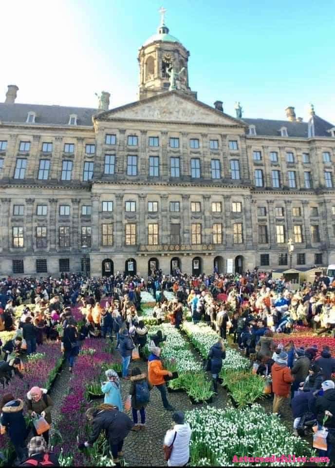 Chaque janvier, il y a une journée de tulipes gratuites à Amsterdam 6