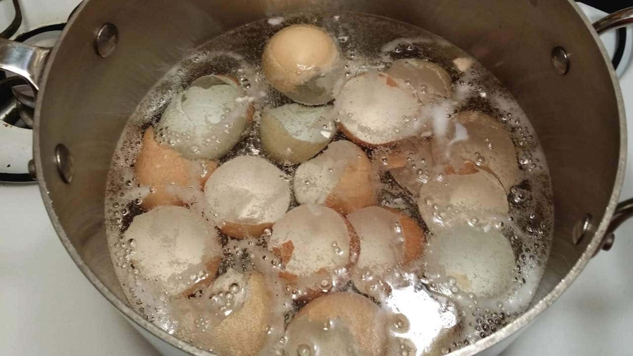 Coquilles d'Œufs : L'Astuce Économique et Écologique pour un Jardin Luxuriant 1 Coquilles d'Œufs : L'Astuce Économique et Écologique pour un Jardin Luxuriant 1