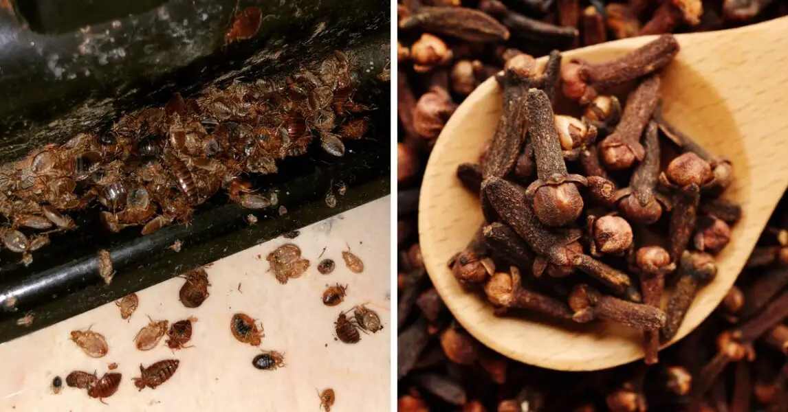 Le Secret Naturel pour Chasser les Punaises de Lit : La Recette Ultime aux Clous de Girofle! 1 Le Secret Naturel pour Chasser les Punaises de Lit : La Recette Ultime aux Clous de Girofle! 1