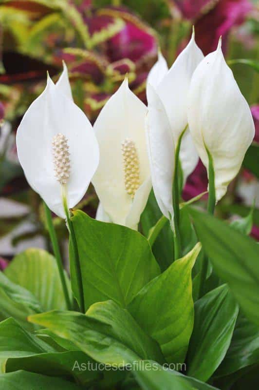 Berceau de Moïse (epiphyllum oxypetalum) :13 conseils pour un entretien optimal et une belle floraison 1