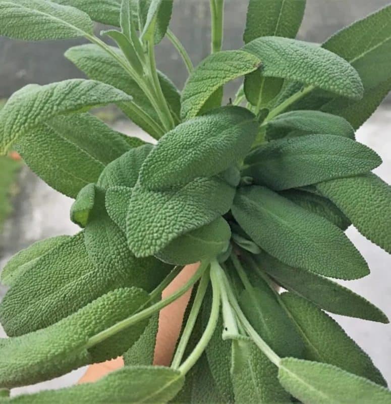 50 Choses que vous pouvez faire avec une seule plante de sauge : toutes les utilisations de grand-mère 2