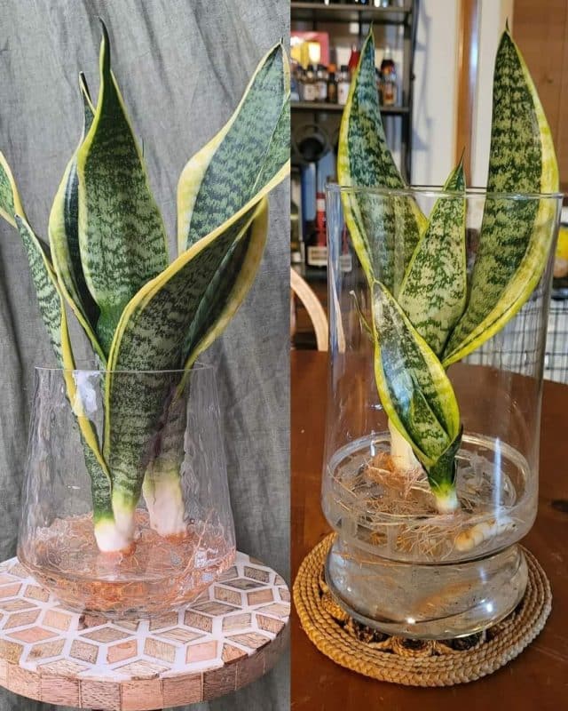 Comment faire pousser une plante serpent dans l'eau 1