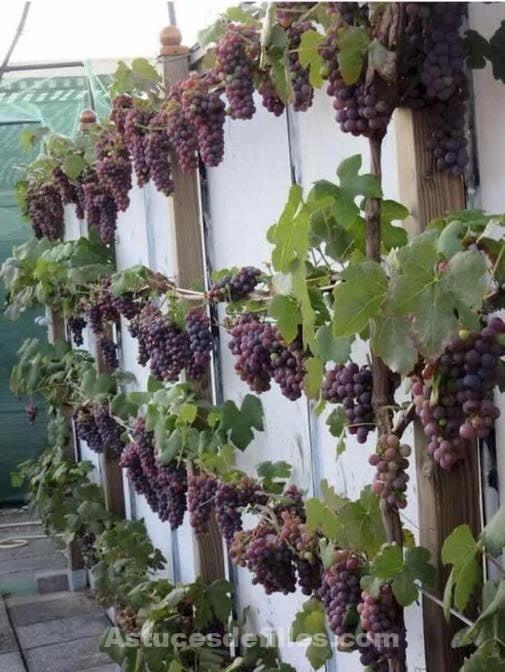 21 idées pour mettre un potager dans votre jardin 14