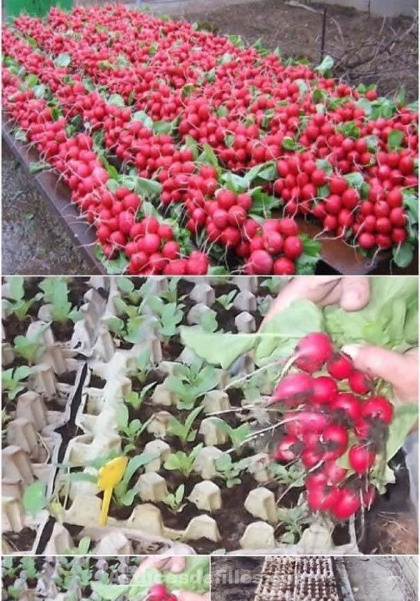 21 idées pour mettre un potager dans votre jardin 16