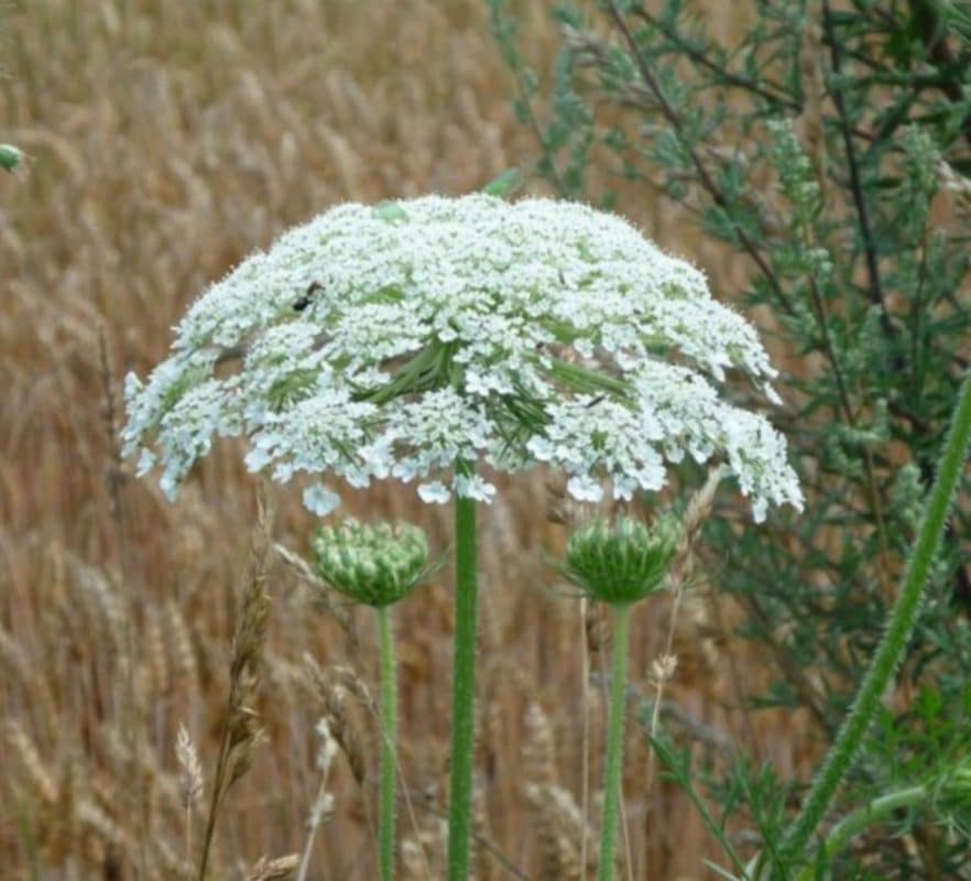 Alerte Berce du Caucase : Réagir pour Protéger Votre Jardin et Votre Santé 1 Alerte Berce du Caucase : Réagir pour Protéger Votre Jardin et Votre Santé 1