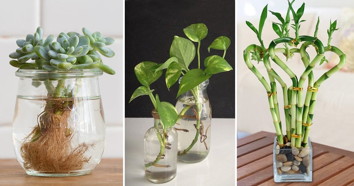 Les 17 plantes d'intérieur que vous pouvez garder dans des pots pleins d'eau, elles poussent et durent de nombreuses années même sans soins 1