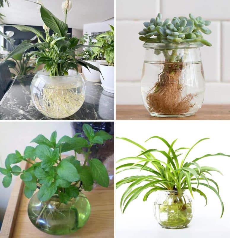 Les 17 plantes d'intérieur que vous pouvez garder dans des pots pleins d'eau, elles poussent et durent de nombreuses années même sans soins 2