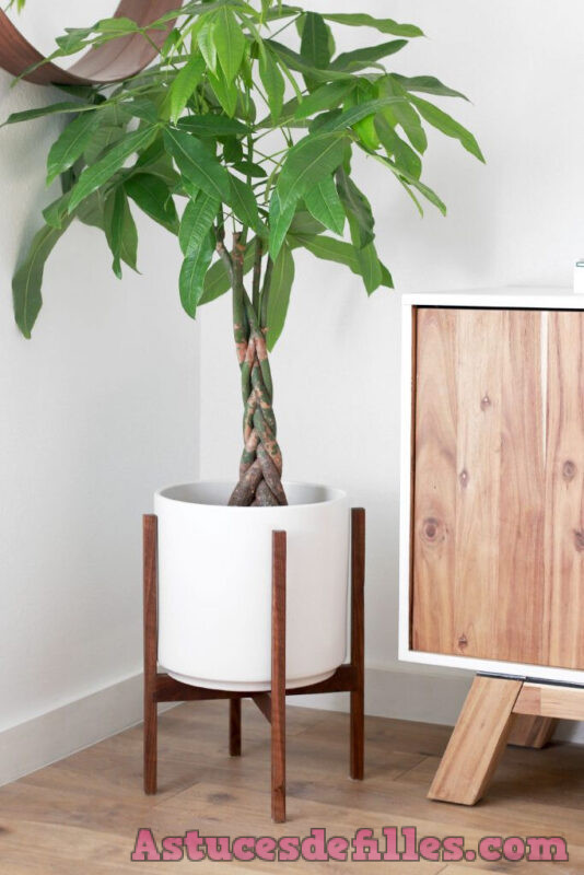 10 Plantes Dépolluantes pour Rafraîchir l'Air et Purifier votre Intérieur 4 10 Plantes Dépolluantes pour Rafraîchir l'Air et Purifier votre Intérieur 4