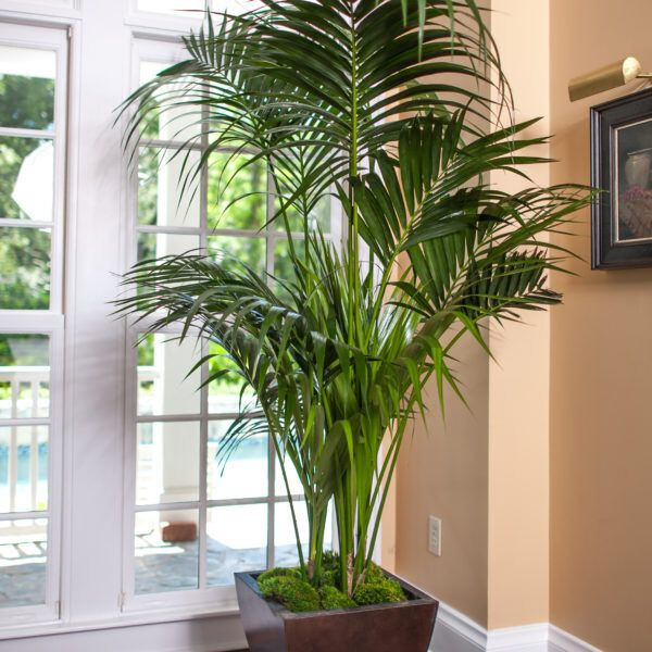 10 Plantes Dépolluantes pour Rafraîchir l'Air et Purifier votre Intérieur 5 10 Plantes Dépolluantes pour Rafraîchir l'Air et Purifier votre Intérieur 5