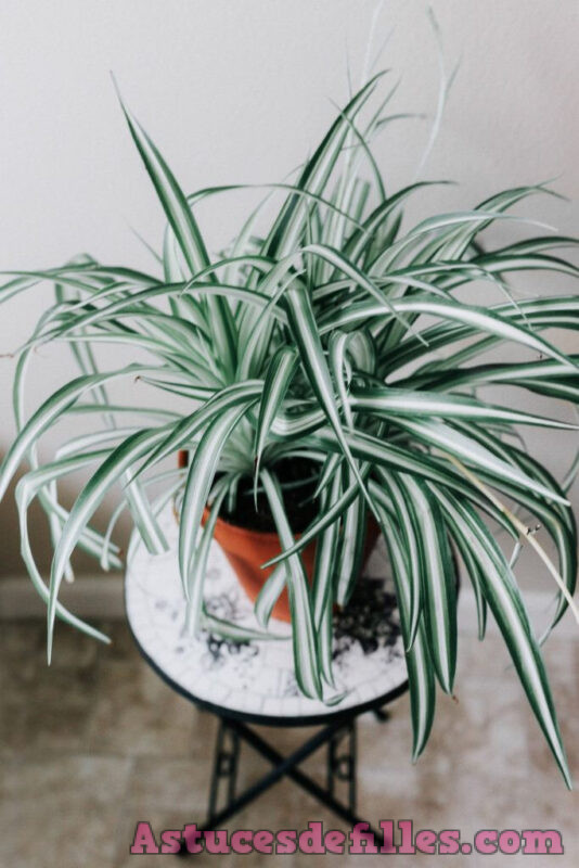 10 Plantes Dépolluantes pour Rafraîchir l'Air et Purifier votre Intérieur 6 10 Plantes Dépolluantes pour Rafraîchir l'Air et Purifier votre Intérieur 6