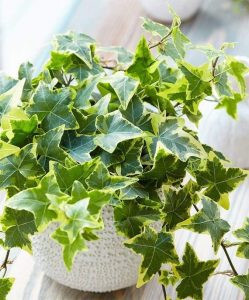 10 Plantes Dépolluantes pour Rafraîchir l'Air et Purifier votre Intérieur 9 10 Plantes Dépolluantes pour Rafraîchir l'Air et Purifier votre Intérieur 9