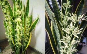 10 Plantes Dépolluantes pour Rafraîchir l'Air et Purifier votre Intérieur 1 10 Plantes Dépolluantes pour Rafraîchir l'Air et Purifier votre Intérieur 1