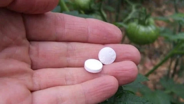 Faites de votre jardin un paradis hivernal avec cette astuce pour réveiller les fleurs 3 Faites de votre jardin un paradis hivernal avec cette astuce pour réveiller les fleurs 3