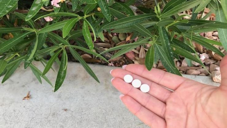 Faites de votre jardin un paradis hivernal avec cette astuce pour réveiller les fleurs 2 Faites de votre jardin un paradis hivernal avec cette astuce pour réveiller les fleurs 2