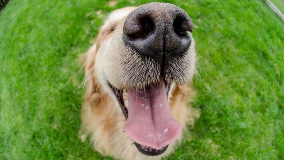 Bye-Bye, Mauvaise Haleine Canine! Découvrez le Truc de Grand-Mère Que les Vétos Adorent 1 Bye-Bye, Mauvaise Haleine Canine! Découvrez le Truc de Grand-Mère Que les Vétos Adorent 1