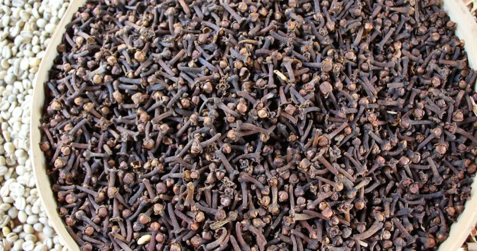 Comment cultiver des clous de girofle en pot pour parfumer votre maison et profiter de leurs bienfaits ? 1 Comment cultiver des clous de girofle en pot pour parfumer votre maison et profiter de leurs bienfaits ? 1