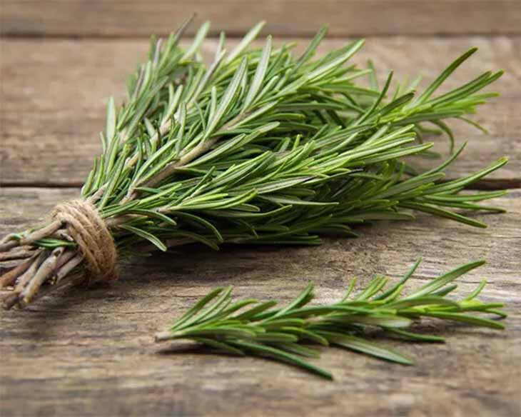 Le guide ultime pour faire pousser du romarin à l'infini : Cultivez l'éternité aromatique 4 Le guide ultime pour faire pousser du romarin à l'infini : Cultivez l'éternité aromatique 4