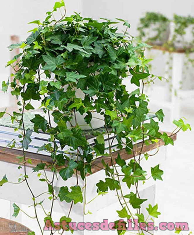 Plantes d'intérieur : découvrez comment nettoyer la poussière de votre maison avec ces 3 plantes. 3 Plantes d'intérieur : découvrez comment nettoyer la poussière de votre maison avec ces 3 plantes. 3
