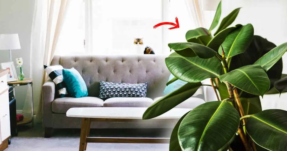 Plantes d'intérieur : découvrez comment nettoyer la poussière de votre maison avec ces 3 plantes. 1 Plantes d'intérieur : découvrez comment nettoyer la poussière de votre maison avec ces 3 plantes. 1