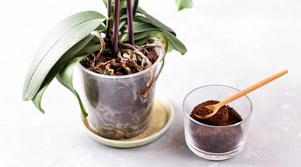 La magie d'une simple cuillère à café : une floraison miraculeuse dans l'orchidée 2 La magie d'une simple cuillère à café : une floraison miraculeuse dans l'orchidée 2