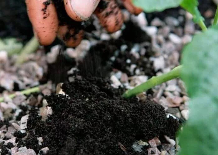 La magie d'une simple cuillère à café : une floraison miraculeuse dans l'orchidée 4 La magie d'une simple cuillère à café : une floraison miraculeuse dans l'orchidée 4