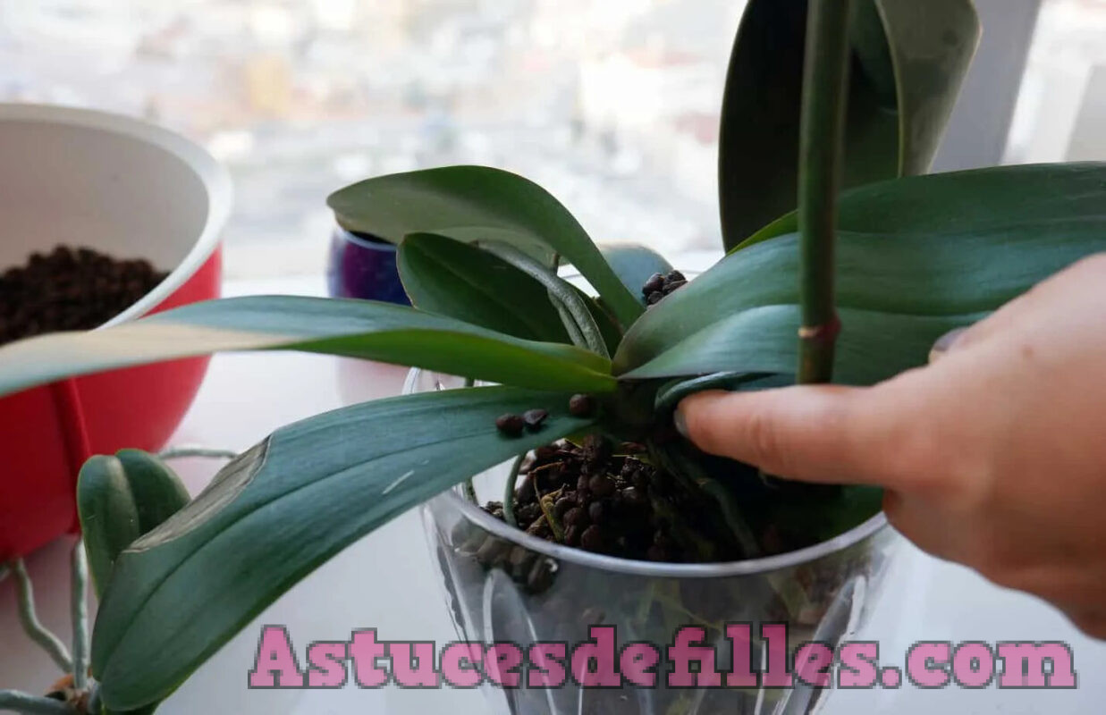 La magie d'une simple cuillère à café : une floraison miraculeuse dans l'orchidée 5 La magie d'une simple cuillère à café : une floraison miraculeuse dans l'orchidée 5