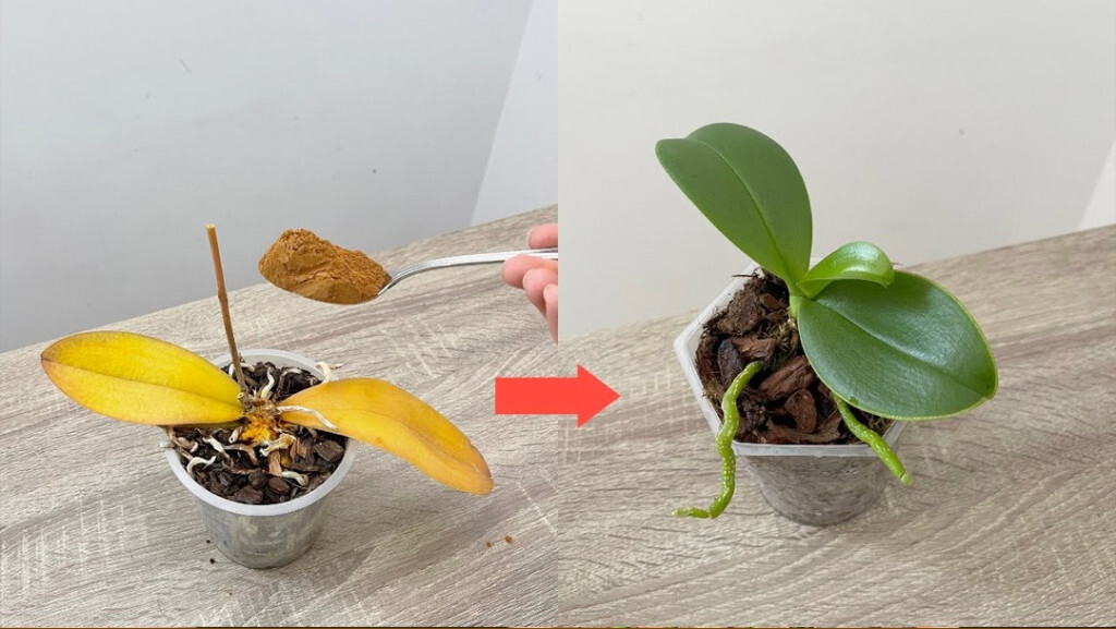 La magie d'une simple cuillère à café : une floraison miraculeuse dans l'orchidée 1 La magie d'une simple cuillère à café : une floraison miraculeuse dans l'orchidée 1